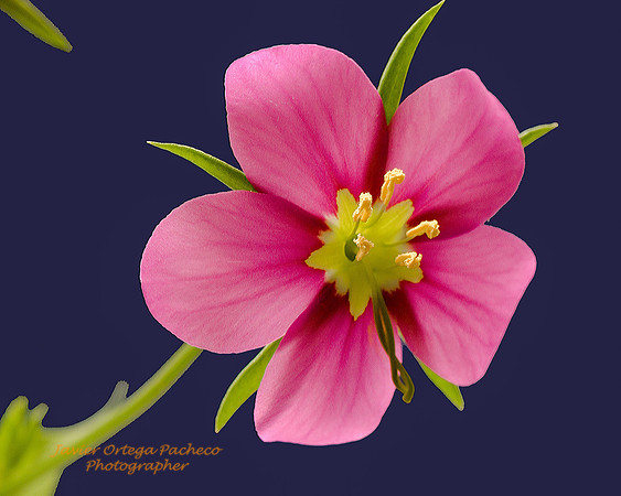 Little-WildFlower-PICT4895-Edit-20070510